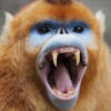 howlingbaboon